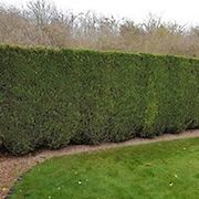 Tree and Hedge Work
