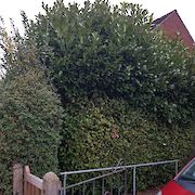 Tree and Hedge Work