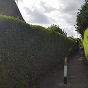 Tree and Hedge Work