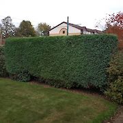 Tree and Hedge Work