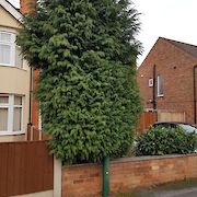 Wollaton - Conifer Removed