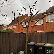 After Tree Pruning Toton