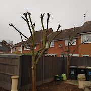 After Tree Pruning Toton