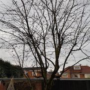Before Tree Pruning Toton