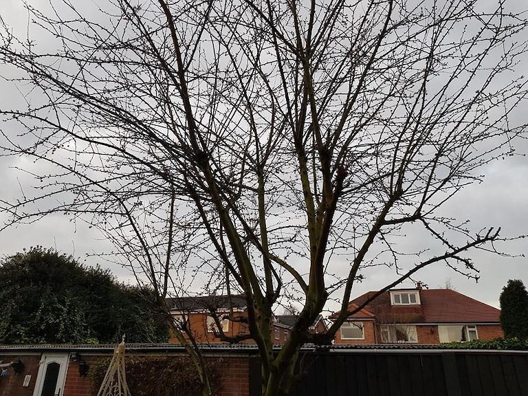 Before Tree Pruning Toton